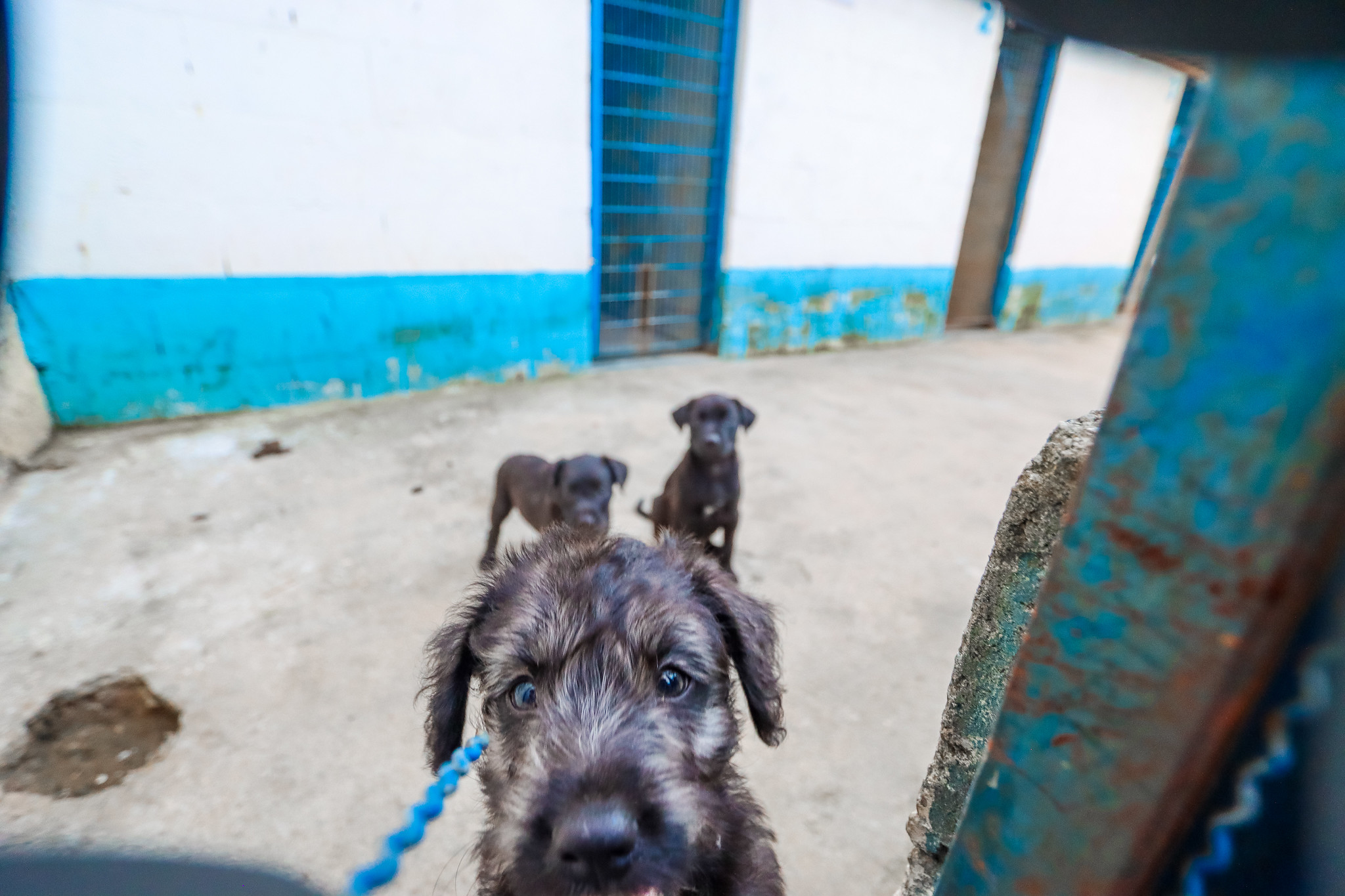 Projeto da vereadora Luna Zarattini (PT) propõe integrar a saúde animal aos Centros de Acolhida para População em Situação de Rua